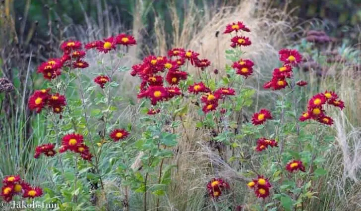 Colors of Fall in a Dutch Flowered Garden Landscape - landscaping Colors of Fall in a Dutch Flowered Garden Landscape - landscaping