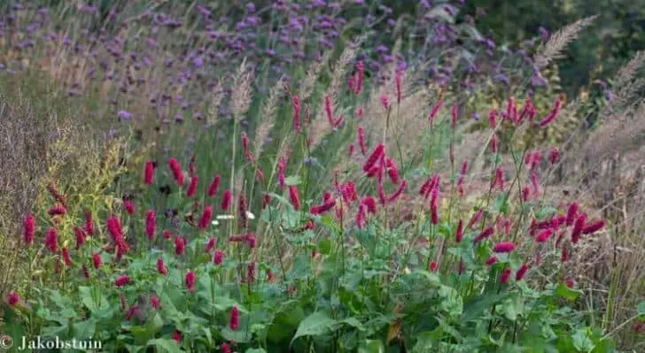 Colors of Fall in a Dutch Flowered Garden Landscape 4 - Landscape & Backyard Ideas - 1001 Gardens 10458654_797311980310460_548986826617384544_n