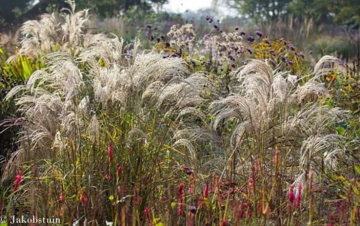 Colors of Fall in a Dutch Flowered Garden Landscape - landscaping Colors of Fall in a Dutch Flowered Garden Landscape - landscaping