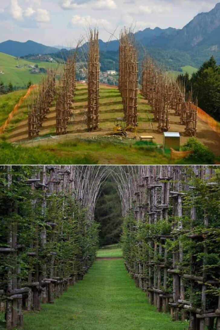 Beautiful Tree Cathedral Landscape by Giuliano Mauri 10 - Landscape & Backyard Ideas - 1001 Gardens Beautiful Tree Cathedral Landscape by Giuliano Mauri