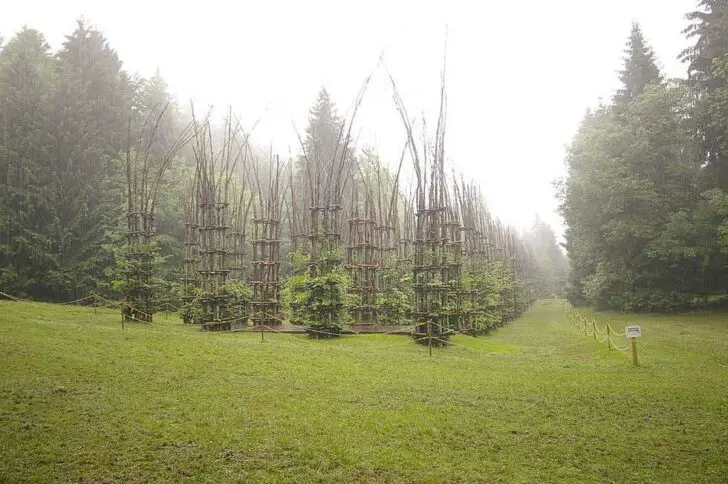 Beautiful Tree Cathedral Landscape by Giuliano Mauri - landscaping Beautiful Tree Cathedral Landscape by Giuliano Mauri - landscaping