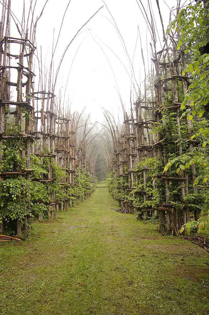 Beautiful Tree Cathedral Landscape by Giuliano Mauri 6 - Landscape & Backyard Ideas