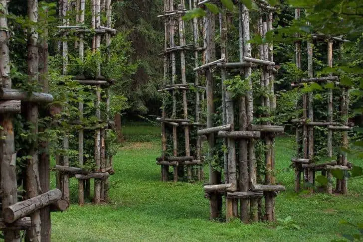 Beautiful Tree Cathedral Landscape by Giuliano Mauri - landscaping Beautiful Tree Cathedral Landscape by Giuliano Mauri - landscaping