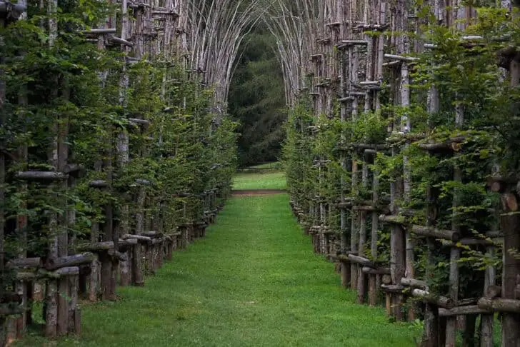 Beautiful Tree Cathedral Landscape by Giuliano Mauri 3 - Landscape & Backyard Ideas - 1001 Gardens Tree Cathedral by Giuliano Mauri 06