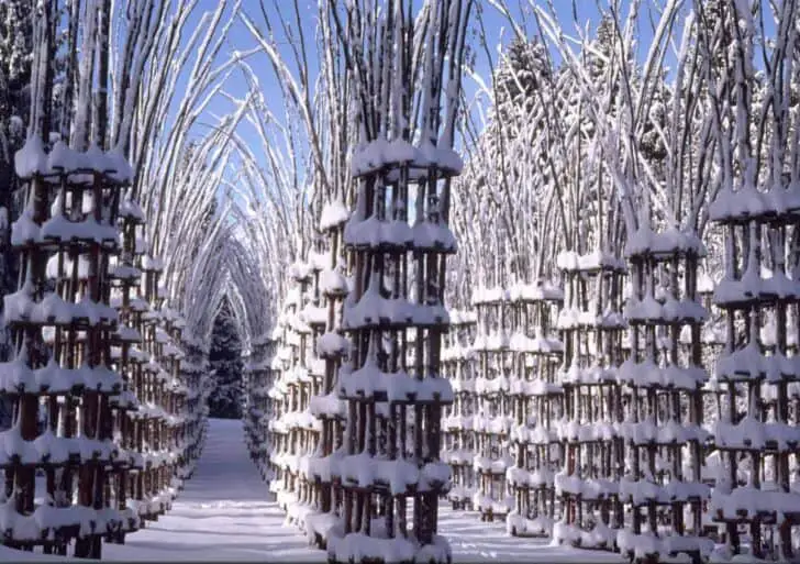 Tree Cathedral by Giuliano Mauri 07