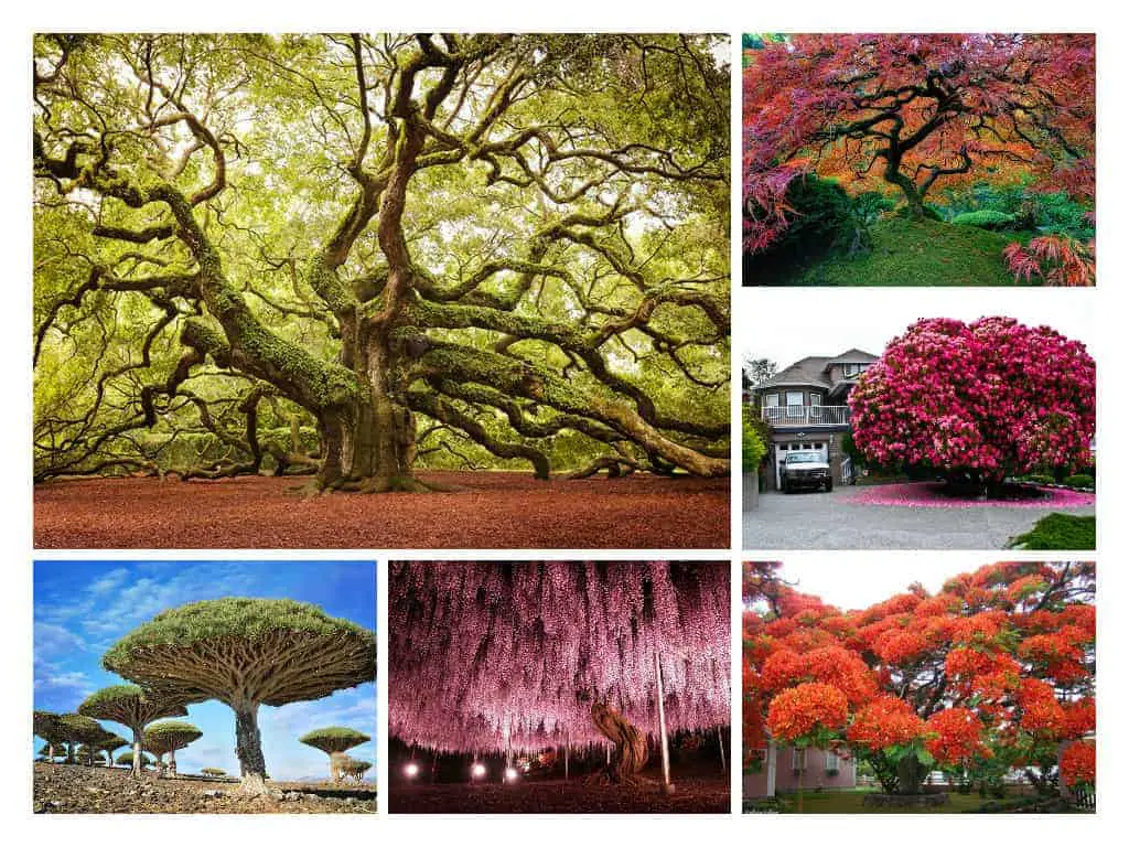 The Most Beautiful Trees in the World • 1001 Gardens