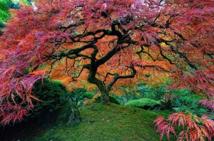 amazing-trees-21