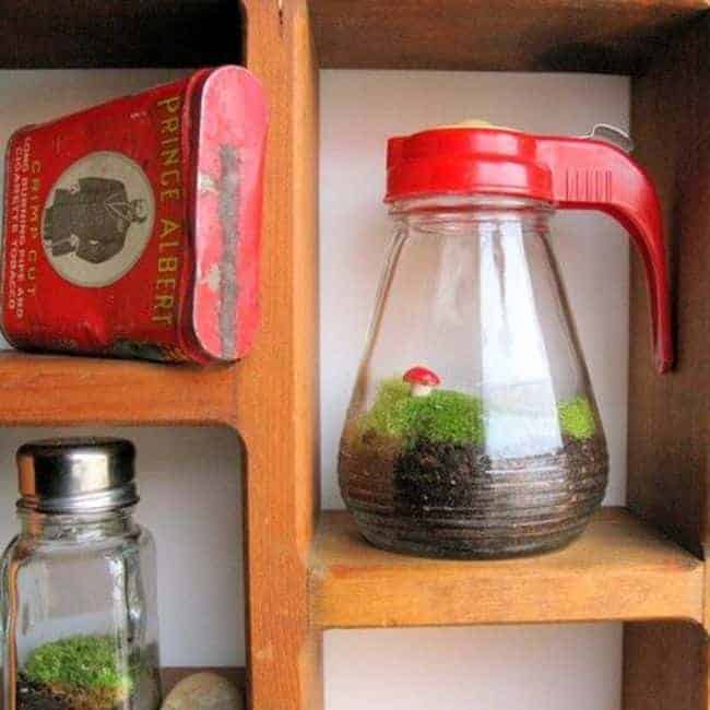 Syrup and Salt Shaker Terrariums