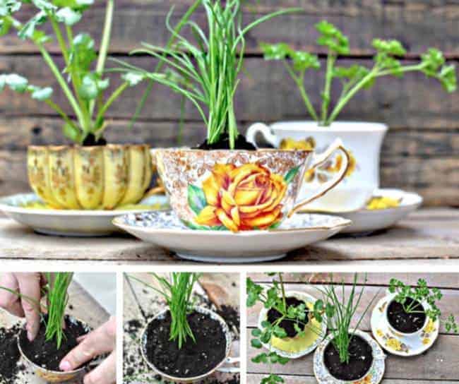 Best Herb Garden Ideas Outdoor and Indoor