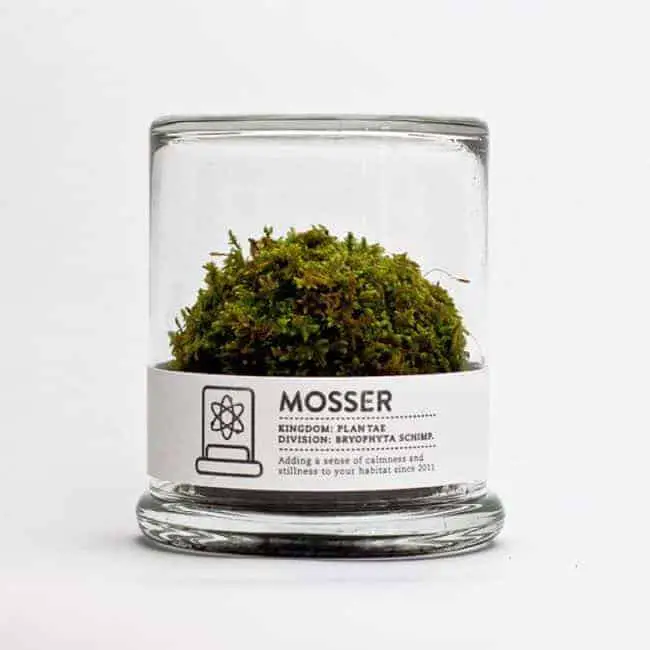 moss-garden