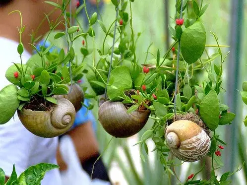 snail-shell-garden