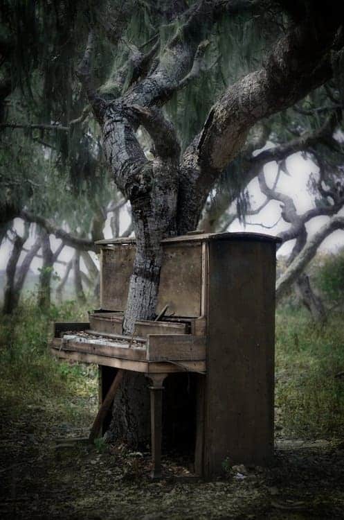 Piano vs Beautiful Tree in Monterey