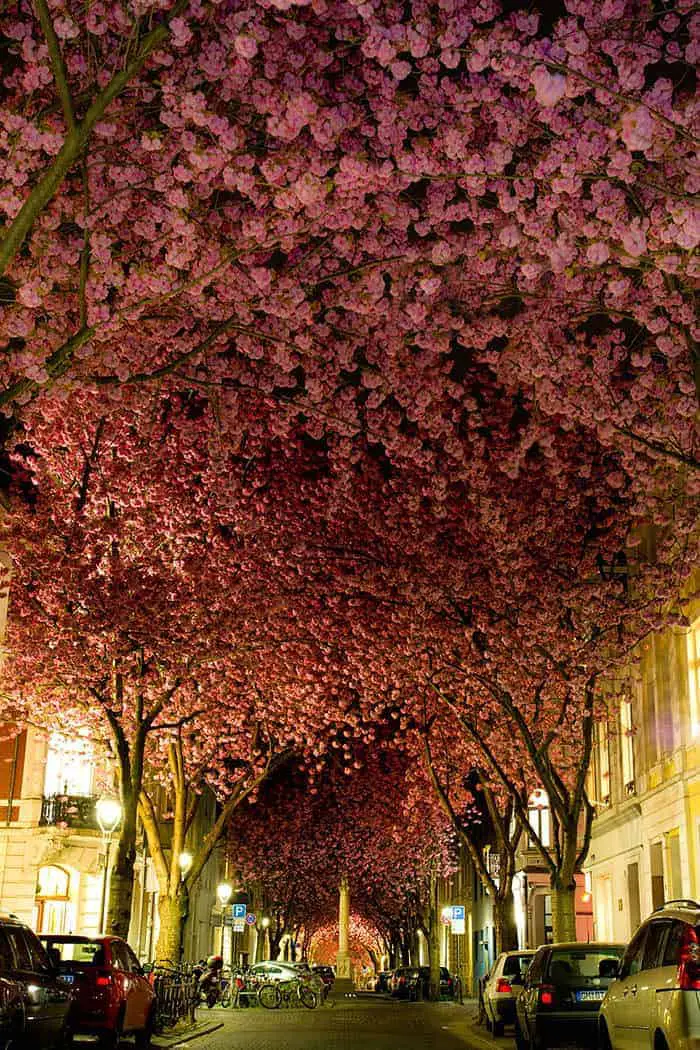 10 Beautiful Streets Shaded by Trees 11 - Flowers & Plants