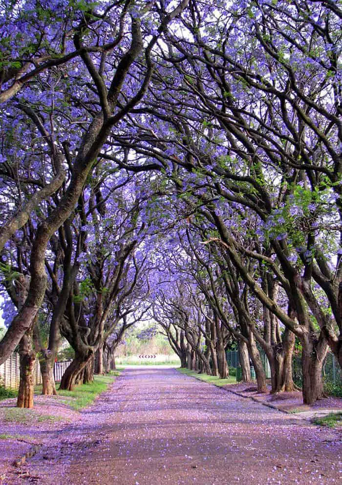 10 Beautiful Streets Shaded by Trees 13 - Flowers & Plants