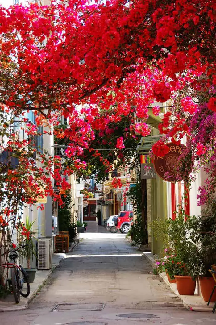 10 Beautiful Streets Shaded by Trees 6 - Flowers & Plants