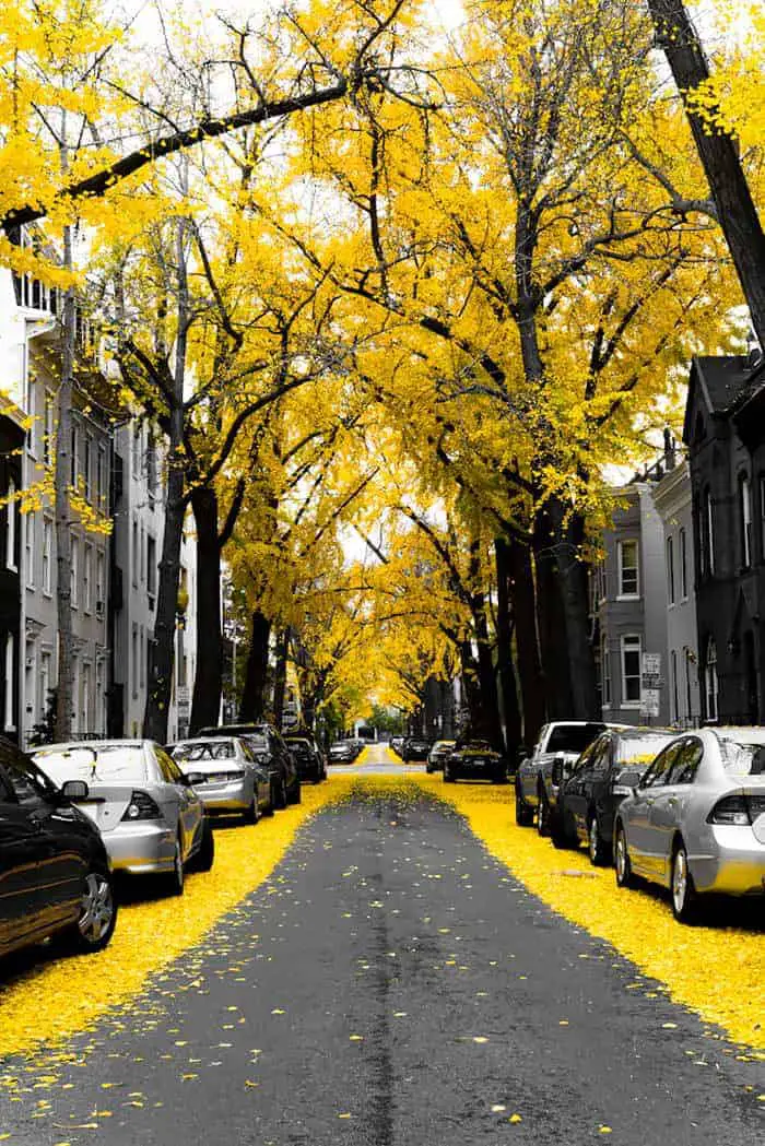 10 Beautiful Streets Shaded by Trees 4 - Flowers & Plants