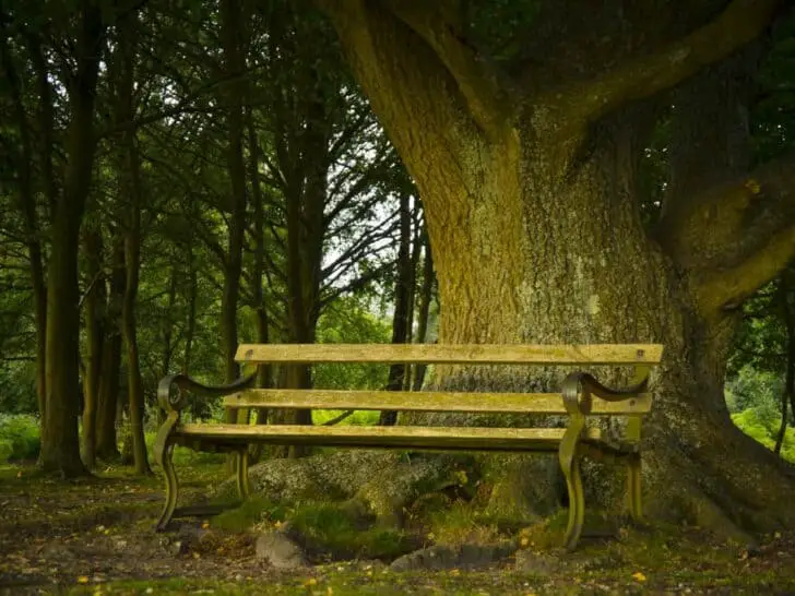 Bench-Under-Oak-LR