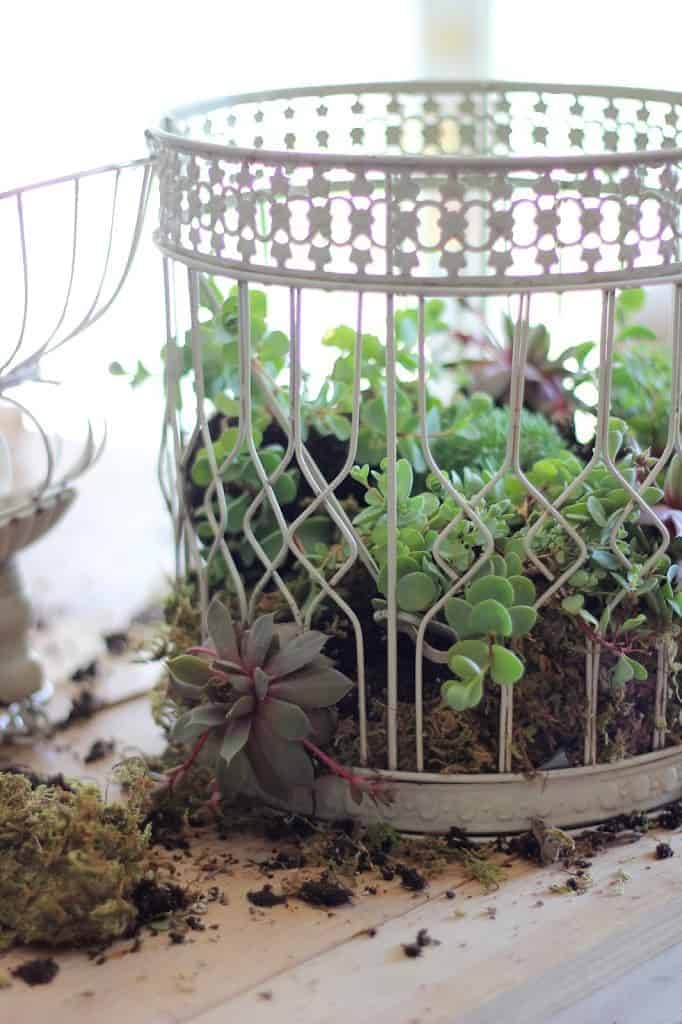 Diy: Transform A Birdcage Into Succulents Planter 7 - Flowers & Plants