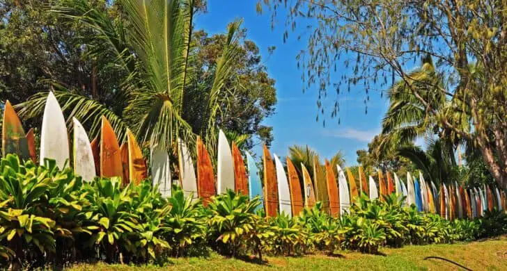 Upcycled Surfboard Fence 50 - Flowers & Plants