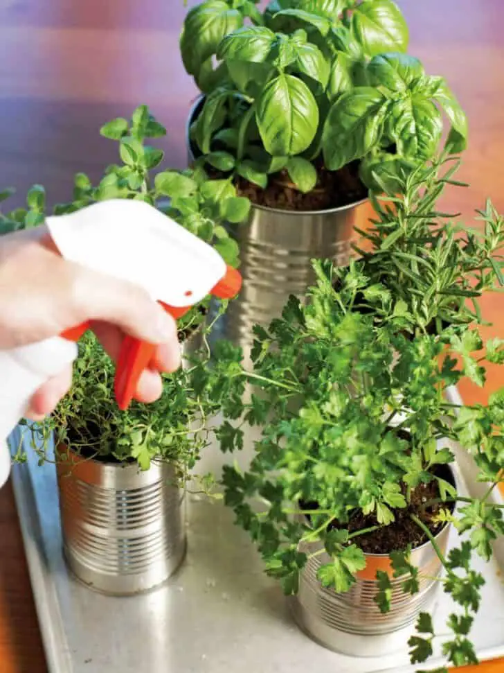 Upcycled Tin Cans Into Kitchen Countertop Herb Garden