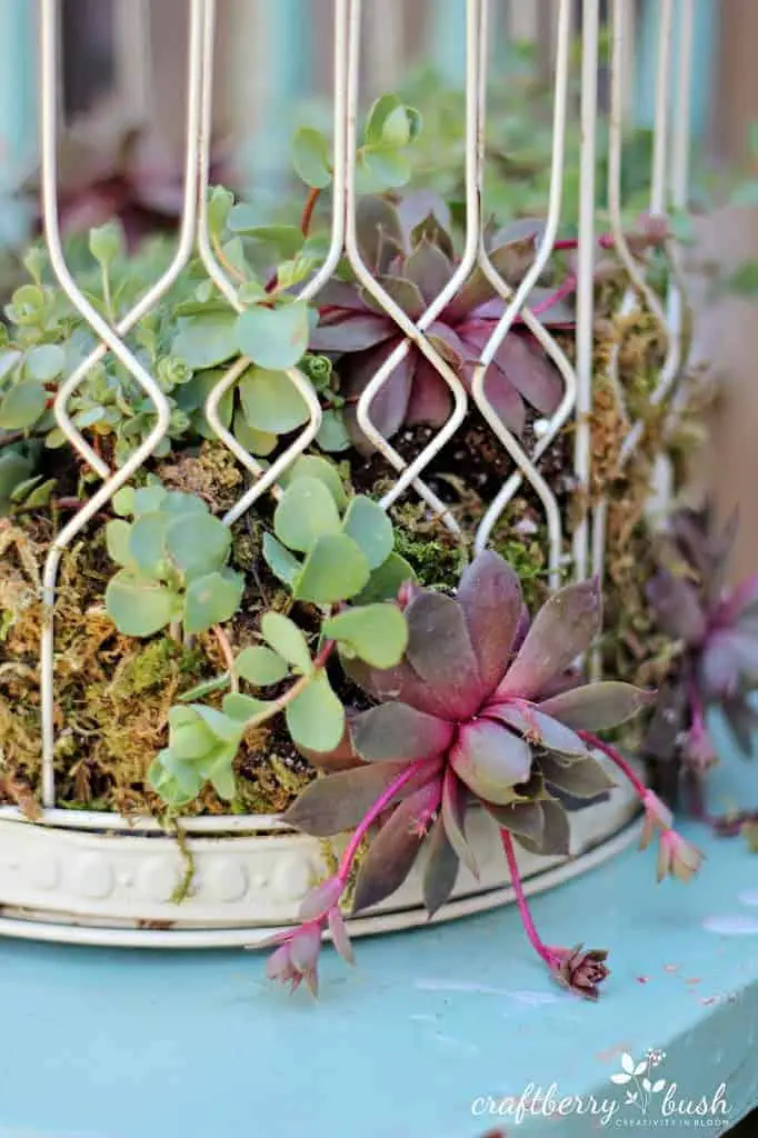 Diy: Transform A Birdcage Into Succulents Planter 11 - Flowers & Plants