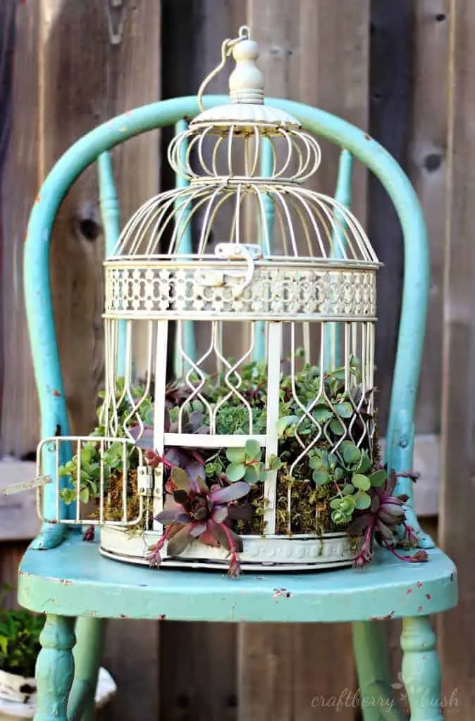 Diy: Transform A Birdcage Into Succulents Planter 3 - Flowers & Plants