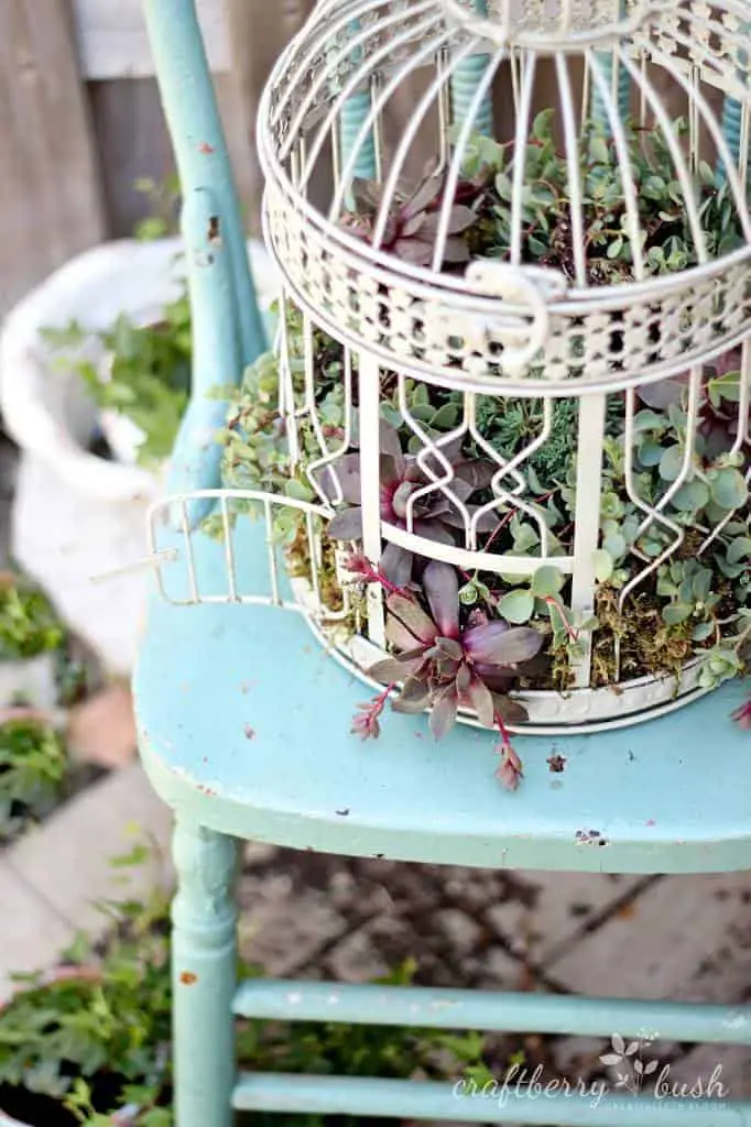 Diy: Transform A Birdcage Into Succulents Planter 5 - Flowers & Plants