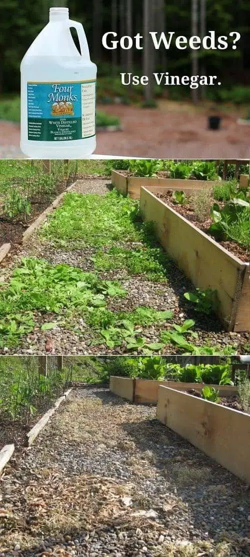 How To Kill Weeds Using Vinegar Instead Of Roundup 1 - Urban Gardens & Agriculture