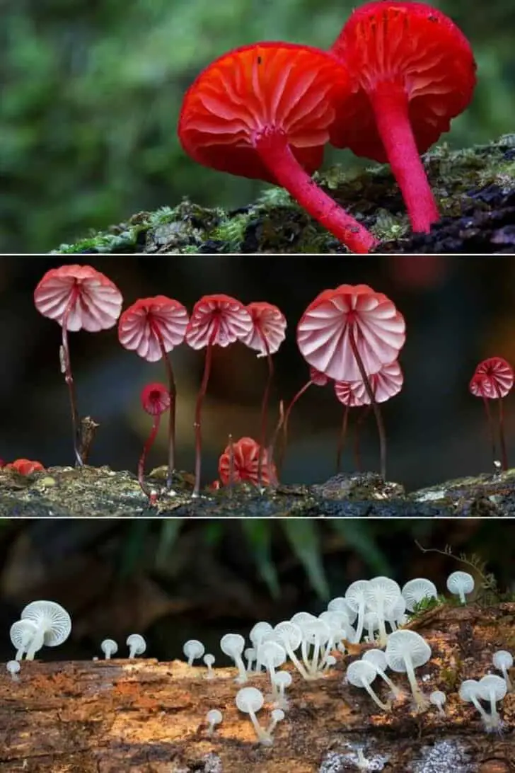 Beautiful Mushrooms Photography by Steve Axford