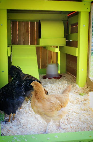 chicken-coop2