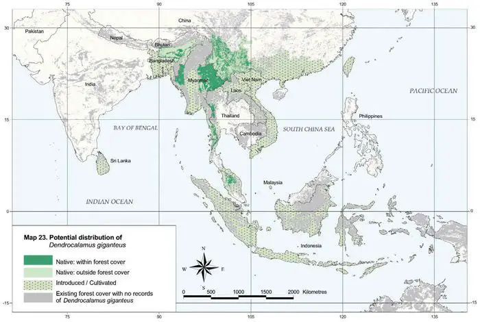 dendrocalamus_giganteus1