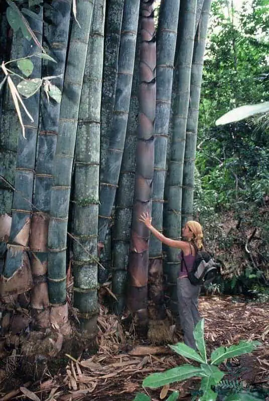 Dendrocalamus Giganteus Giant Bamboos 12 - vegetable