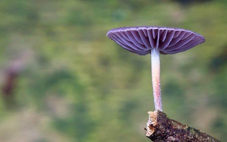 fungi-steve-axford-10