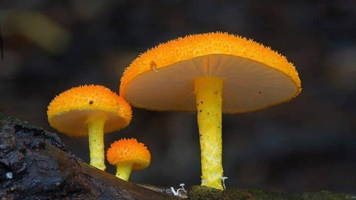 fungi-steve-axford-12