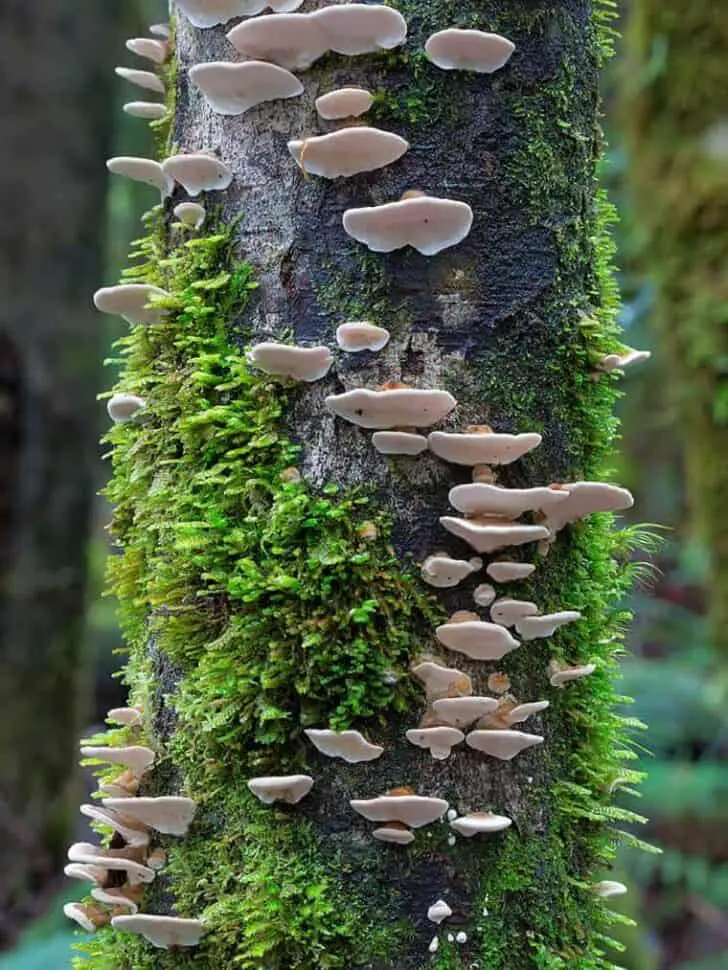 fungi-steve-axford-14