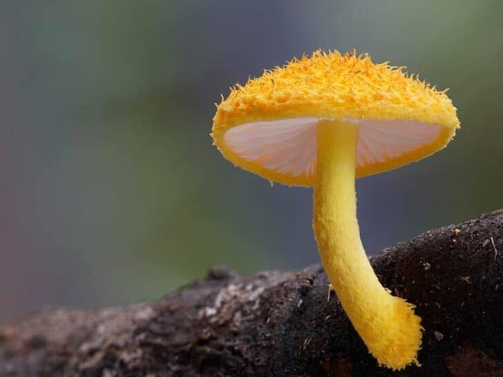 fungi-steve-axford-2