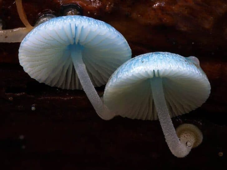 fungi-steve-axford-8