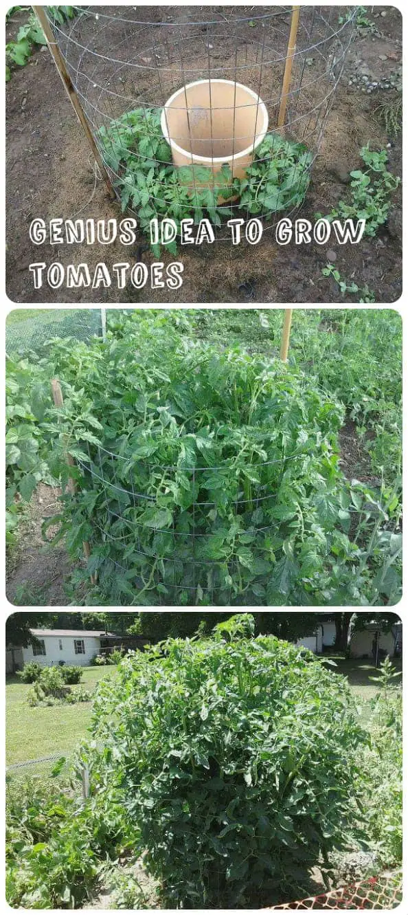 Genius Idea To Grow Tomatoes 1 - Flowers & Plants