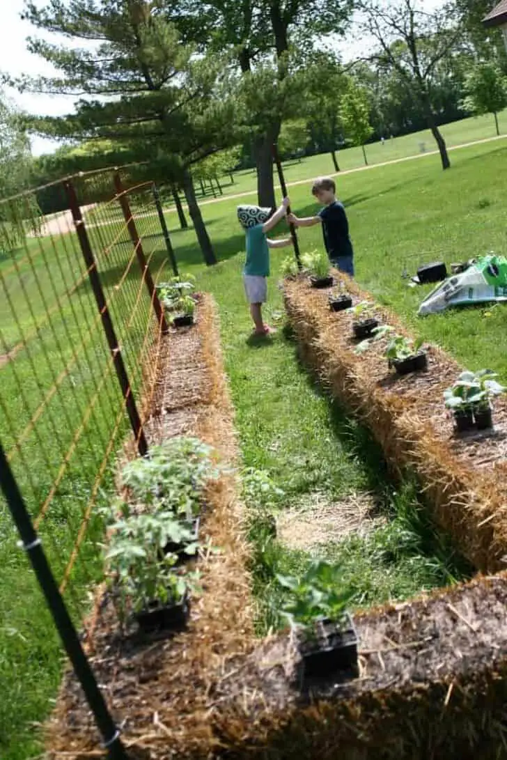 Introduction to Straw Bale Gardening 4 - Flowers & Plants