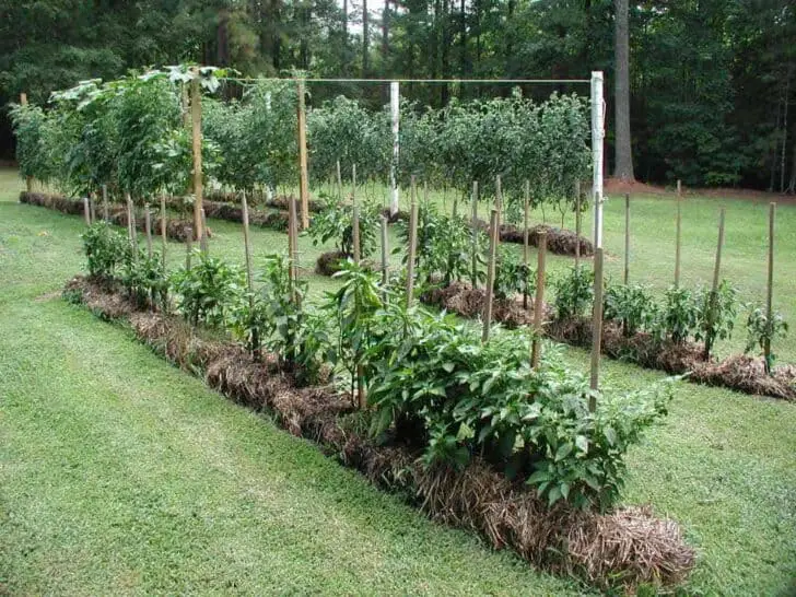 Introduction to Straw Bale Gardening 6 - Flowers & Plants