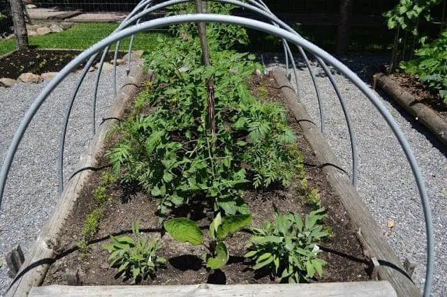 Perfect Example Of A Vegetable Garden Layout - 1001 Gardens