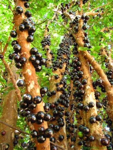 Jabuticaba - the Beautiful Tree That Grows the Fruit on Its Trunk 9 - travelling