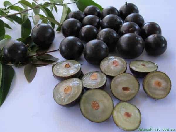 Ягоды Jabuticaba семена купить Jaboticaba-Large-Leaf-163