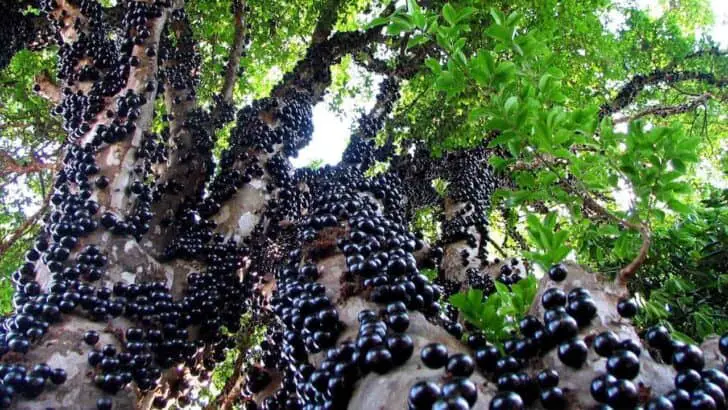 Jaboticaba3