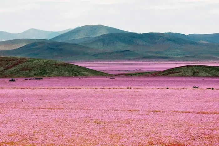 How Heavy Rain Falls Can Transform a Desert into a Giant Meadow Landscape - landscaping, flowers-plants-planters How Heavy Rain Falls Can Transform a Desert into a Giant Meadow Landscape - landscaping, flowers-plants-planters