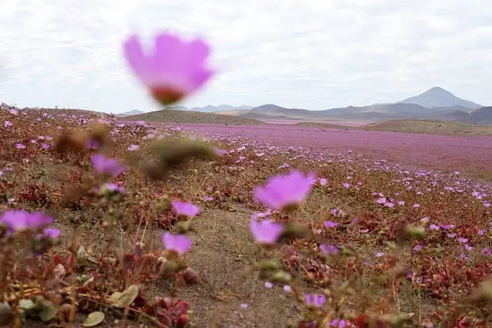 How Heavy Rain Falls Can Transform a Desert into a Giant Meadow Landscape - landscaping, flowers-plants-planters How Heavy Rain Falls Can Transform a Desert into a Giant Meadow Landscape - landscaping, flowers-plants-planters