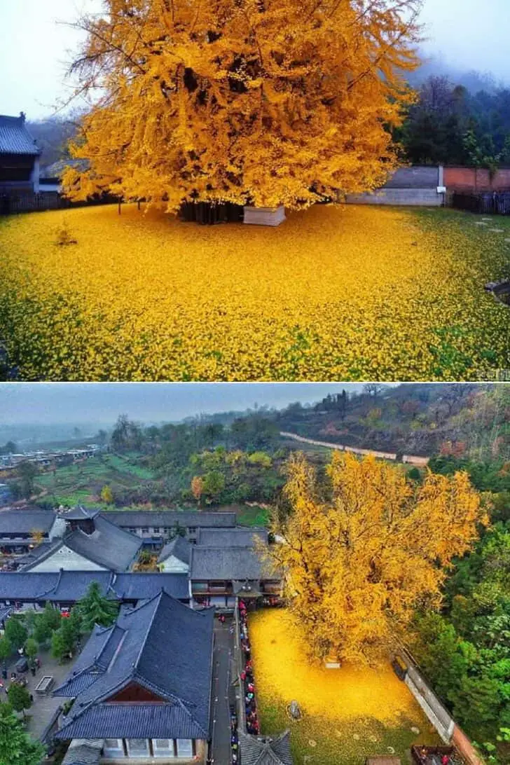 Spectacular Ocean Of Golden Leaves Landscape From A 1,400-year-old Ginkgo Beautiful Tree