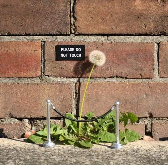 Dandelion Art Installation 11 - Urban Gardens & Agriculture