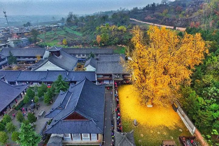 gingkogold-wcth01