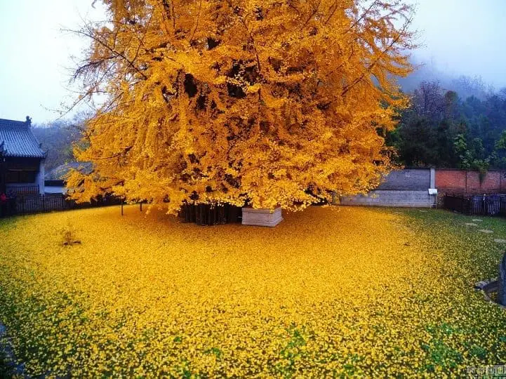 gingkogold-wcth02